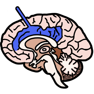 limbic lobe