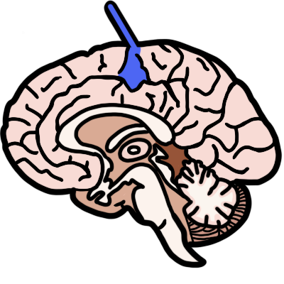 postcentral gyrus