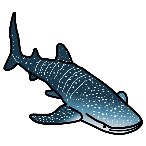 whale shark