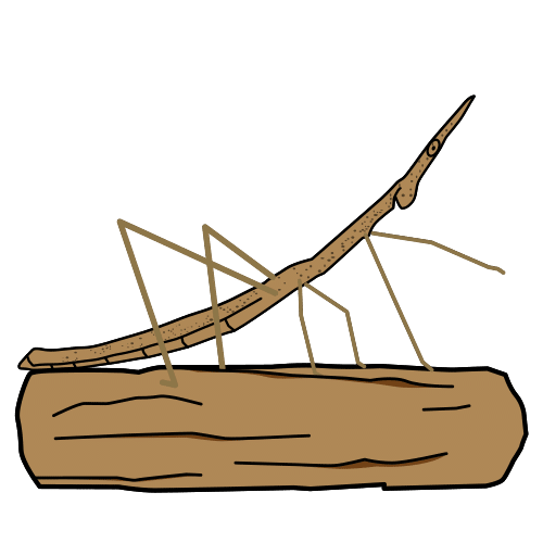 stick insect