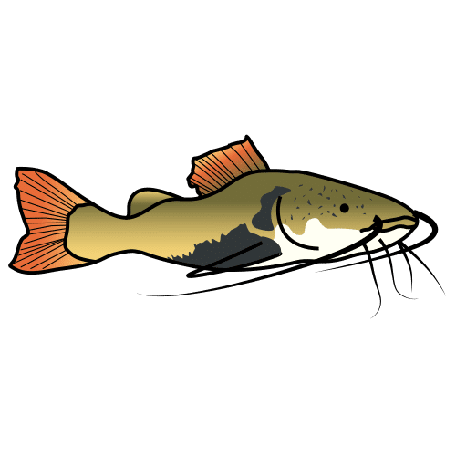 pez gato de cola roja