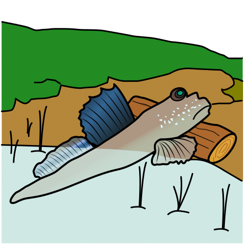 Atlantic mudskipper
