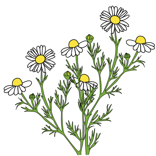 camomile