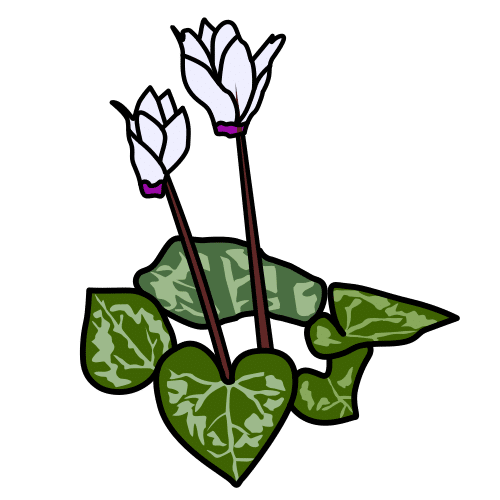 cyclamen