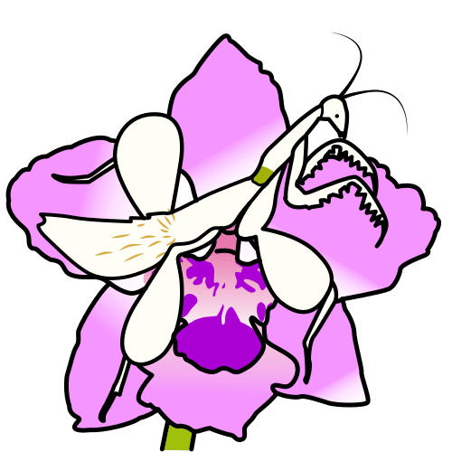 walking flower mantis