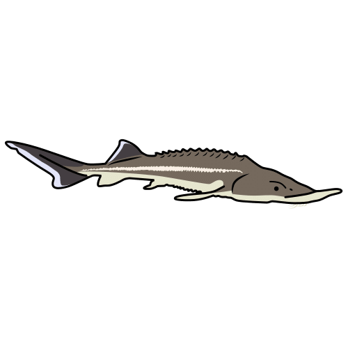 sturgeon