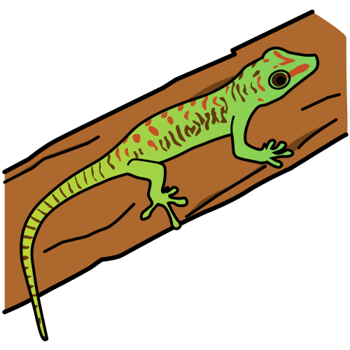 gecko de Madagascar