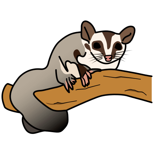 sugar glider