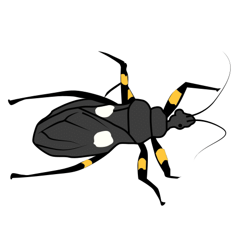 two-spotted assassin bug