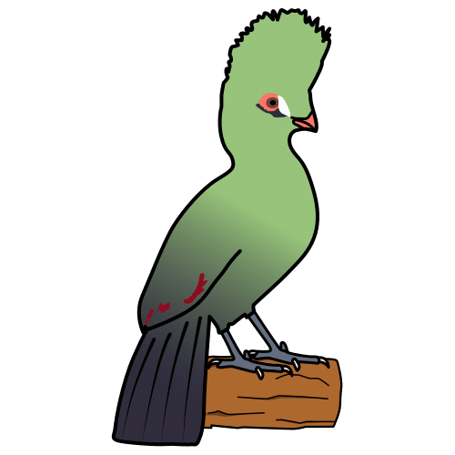 turaco