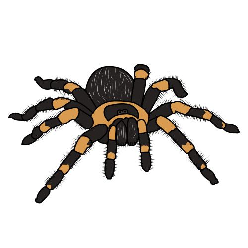 tarantula