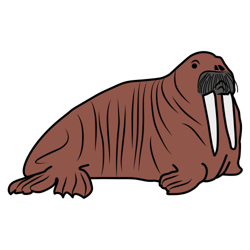 walrus