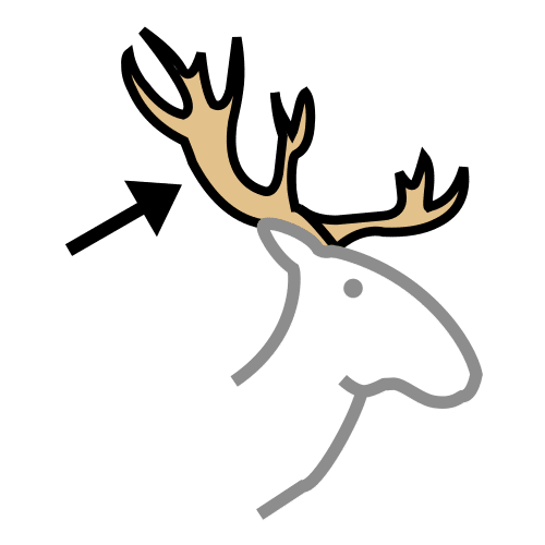 antler