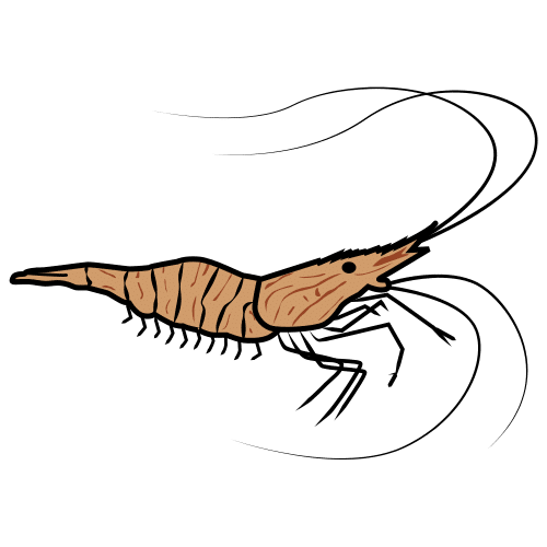 shrimp