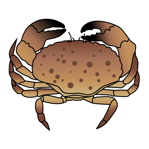 edible crab