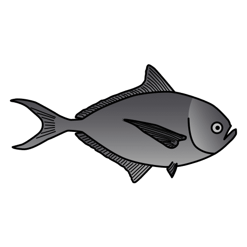 Atlantic pomfret