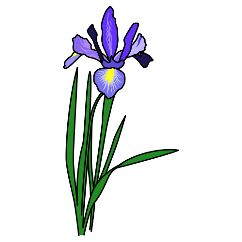 iris
