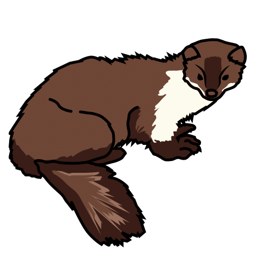 beech marten