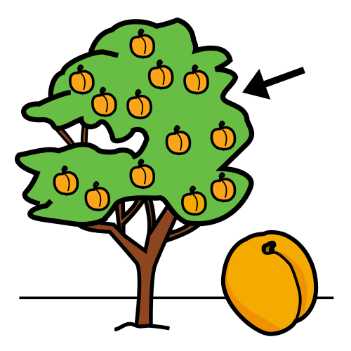 apricot tree