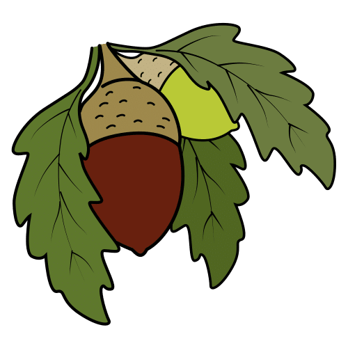 acorns