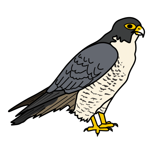 falcon