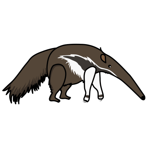 anteater