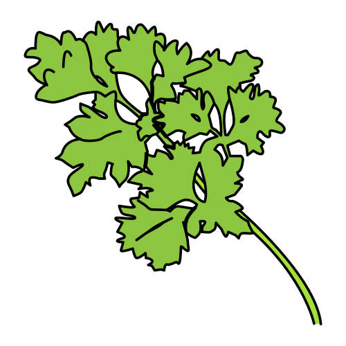 coriander