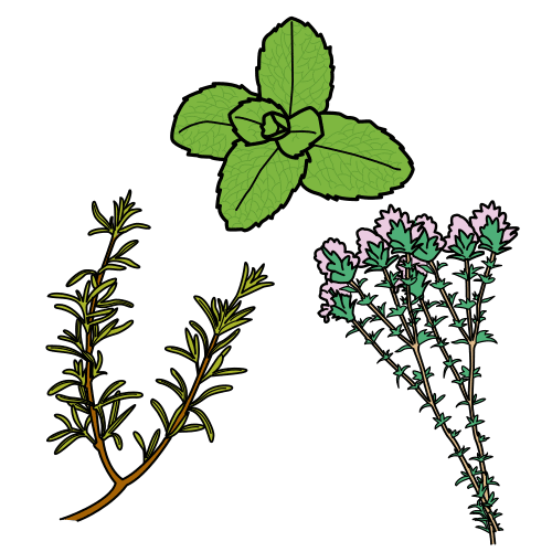 aromatic plants