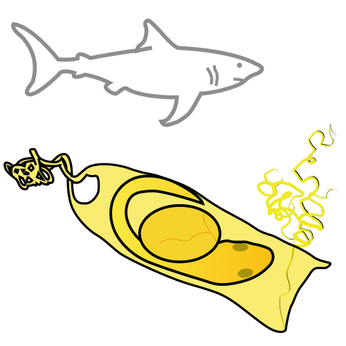 shark egg case