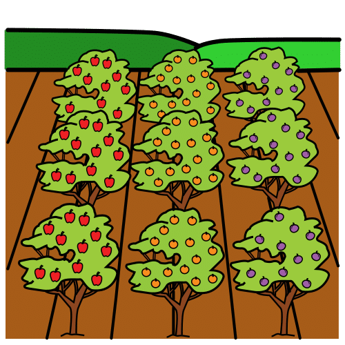 fruit trees farm