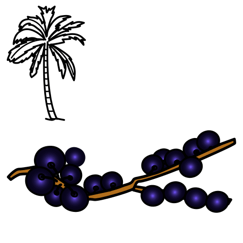 açaí berries