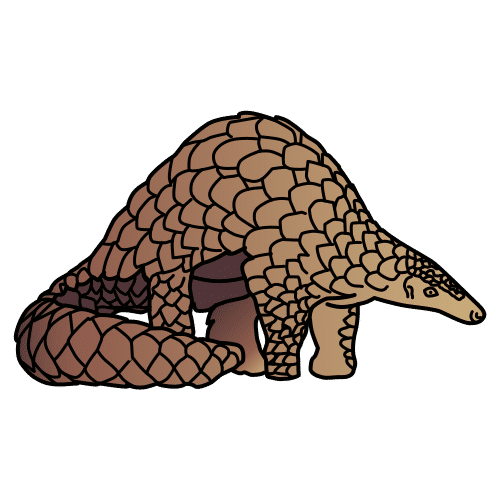pangolín