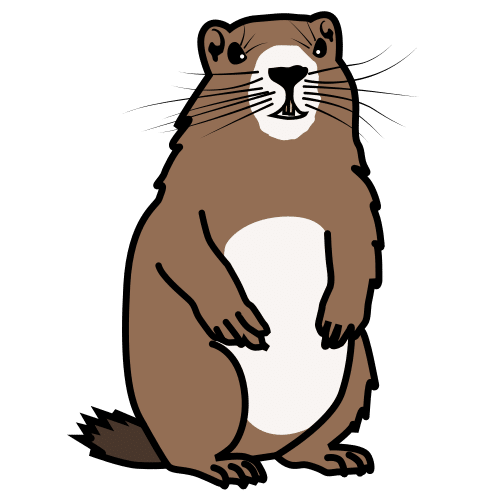 marmota