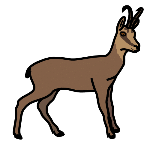 chamois