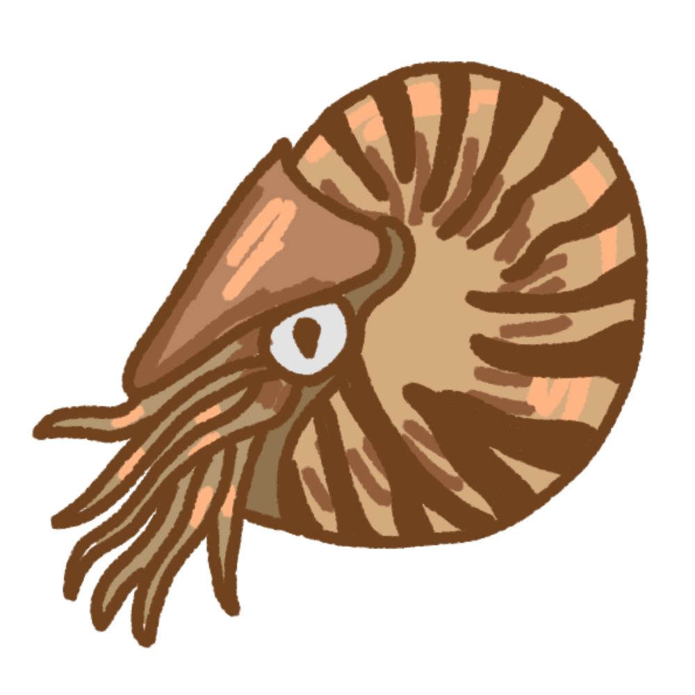 nautilus
