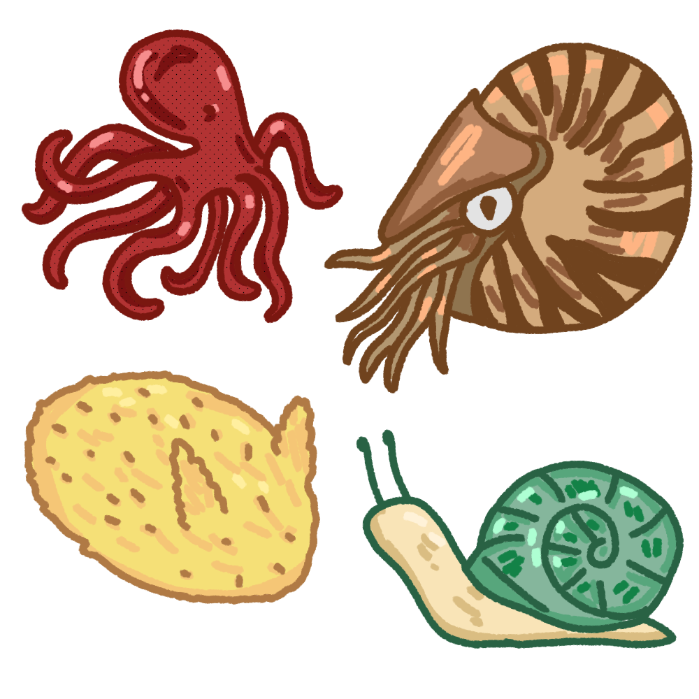 mollusks