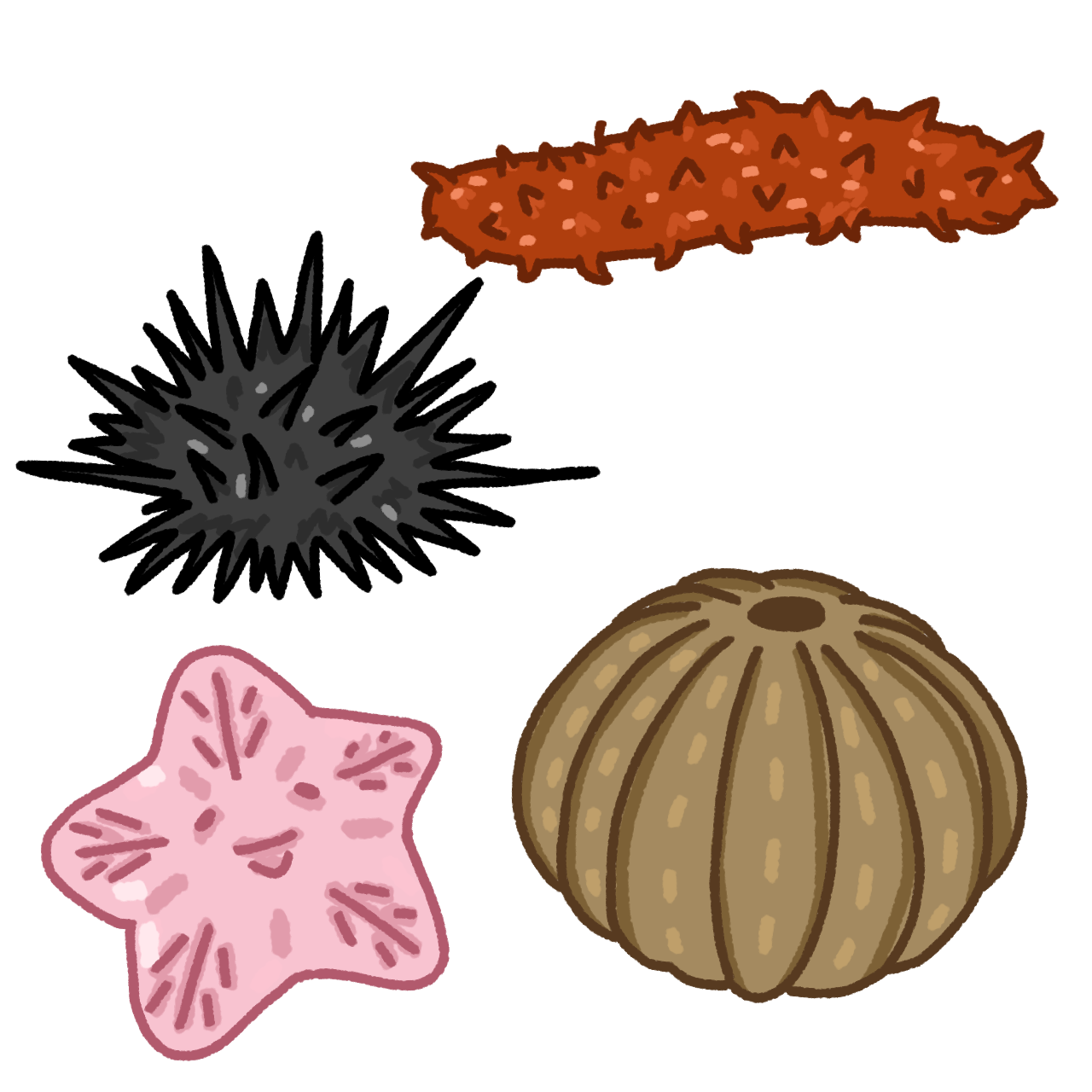 echinoderms