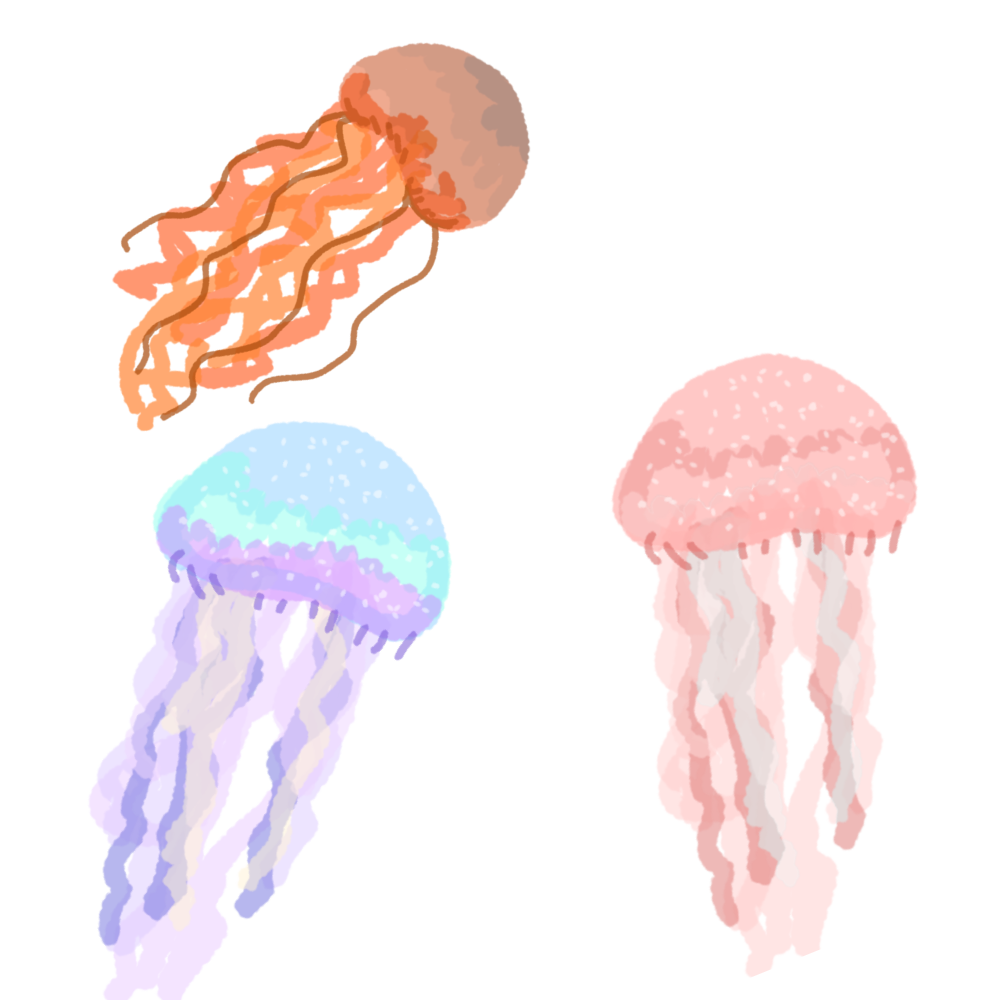 jellyfish