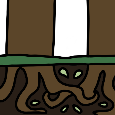 mycorrhizal network