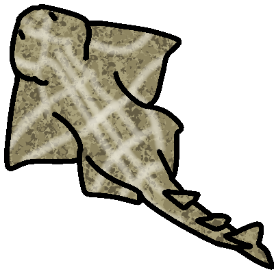 angel shark