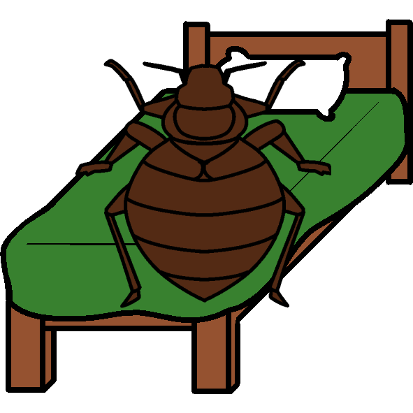 bed bug