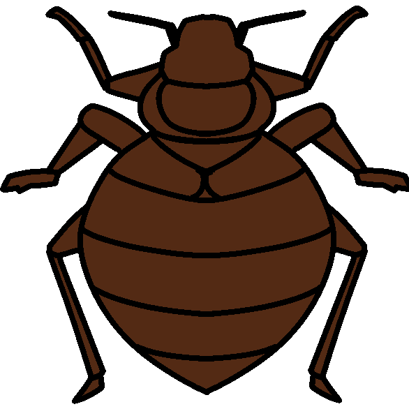 bed bug