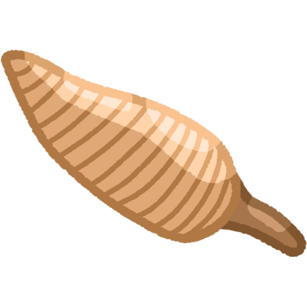 arrowroot