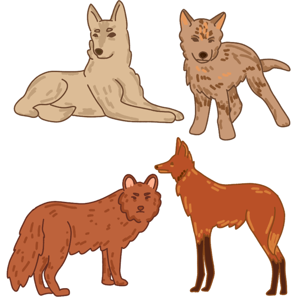 canines