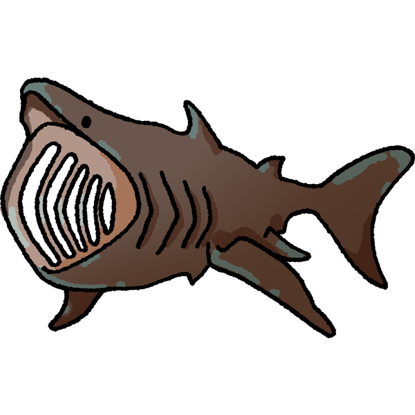 basking shark