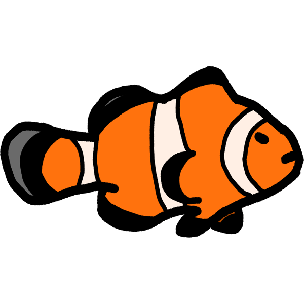 common clownfish