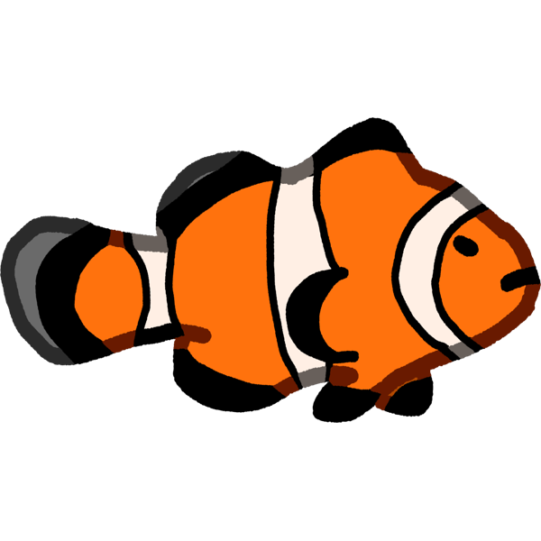 common clownfish