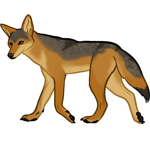coyote