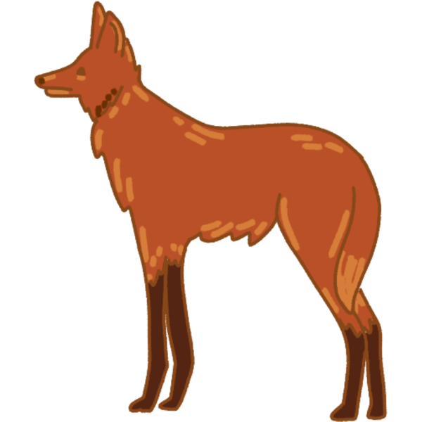 wild dog